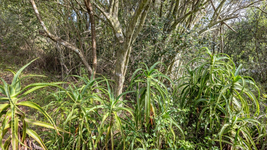 Commercial Property for Sale in Sedgefield Rural Western Cape